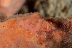 cryptic_sponge_shrimp1