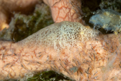 cryptic_sponge_shrimp2