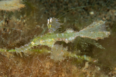 delicate_ghost_pipefish
