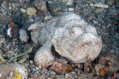 devil_scorpionfish