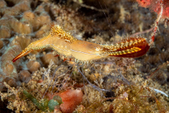 donald_duck_shrimp