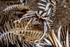 elegant_crinoid_squat_lobster