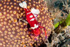 emperor_shrimp1 emperor_shrimp1