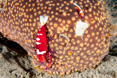 emperor_shrimp2