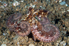 Algae_Octopus1