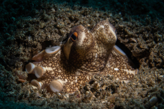Algae_Octopus3