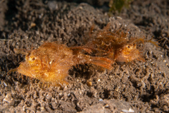 Ambon_Scorpionfish2
