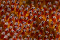 Anemonefish_eggs