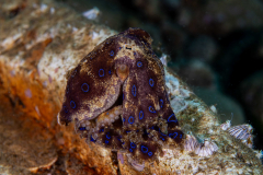 Blue-Ringed_Octopus