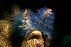 Christmas_Tree_Worm