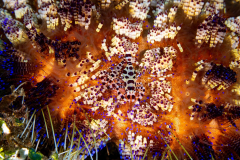 Coleman_Shrimp2
