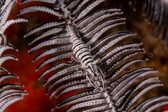 Crinoid_Shrimp3