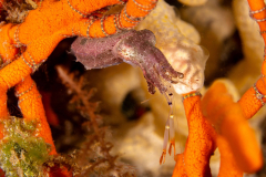 Cuttlefish1
