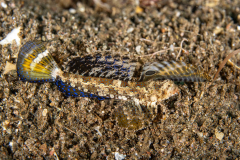 Fingered_Dragonet