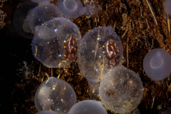 Flamboyant_Cuttlefish1