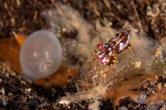 Flamboyant_Cuttlefish2