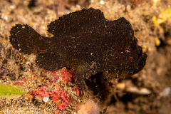 Frogfish10-Randalls