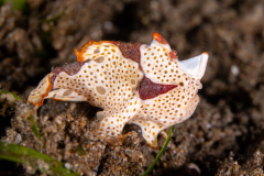 Frogfish12-Painted