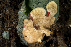 Frogfish15-Painted