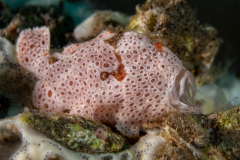 Frogfish17-Painted