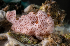Frogfish18-Painted