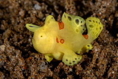 Frogfish2-Painted