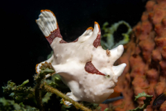 Frogfish22-Warty