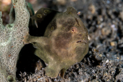 Frogfish26-Giant