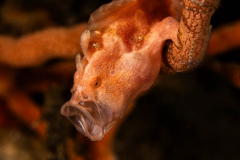 Frogfish27-Painted