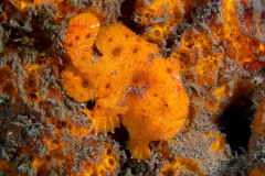 Frogfish33-Painted