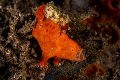 Frogfish35-Painted