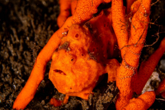 Frogfish36-Painted Frogfish36-Painted