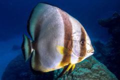 batfish
