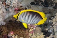 black-backed_butterflyfish