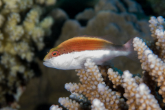 black-sided_hawkfish