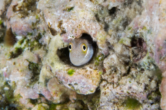 blenny