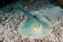 blue_spotted_stingray