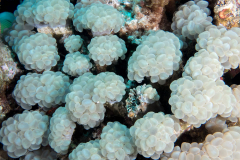 bubble_coral