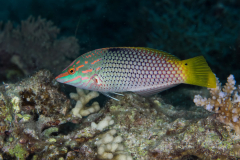 checkerboard_wrasse