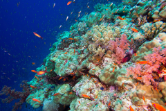 coral_reef