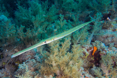 cornetfish