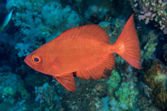 crescent-tail_bigeye