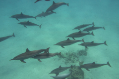 dolphins1