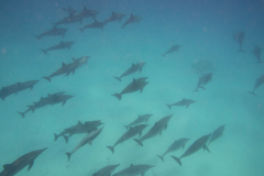 dolphins2