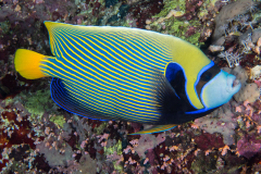 emperor_angelfish