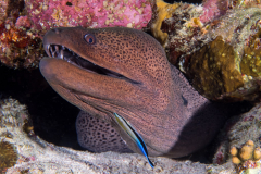 giant_moray