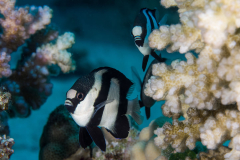 humbug_damselfish