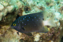 jewel_damselfish