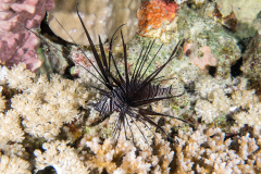 lionfish