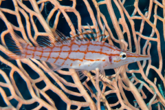 longnose_hawkfish